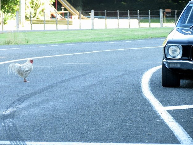 Image: Descubre el Misterio detrás del Camino Pollo en las Salas de Juego de España